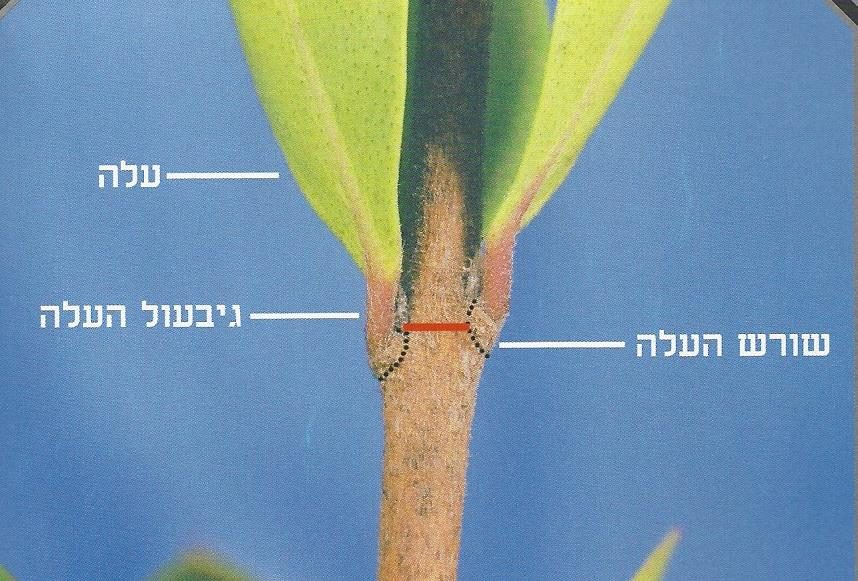תרשים: עלה, גבעול העלה ושורש העלה בהדס