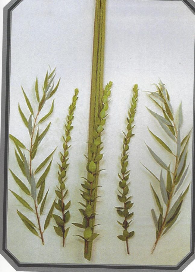 חמשת החלקים מסודרים לפני הקשירה: לולב באמצע, שני הדסים, שתי ערבות